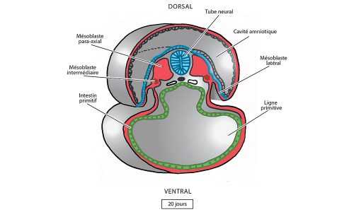 Gastrulation 3